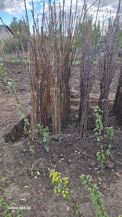 Vând pomi fructiferi altoiți