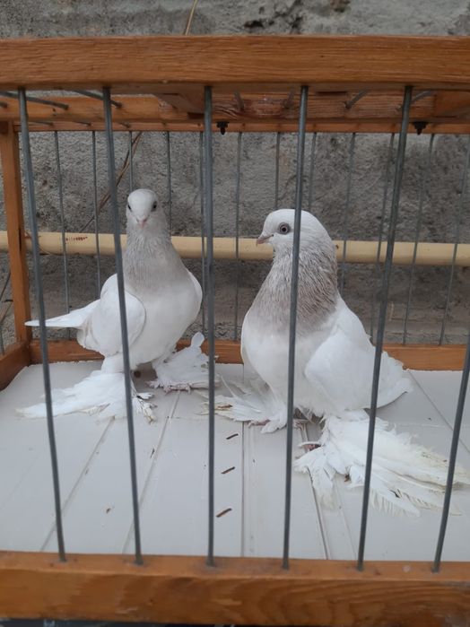Голуби Голуби  голуби