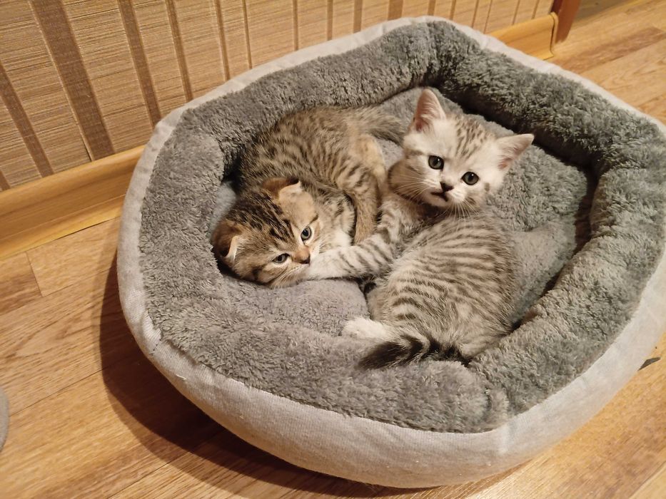 Продам породистых котят