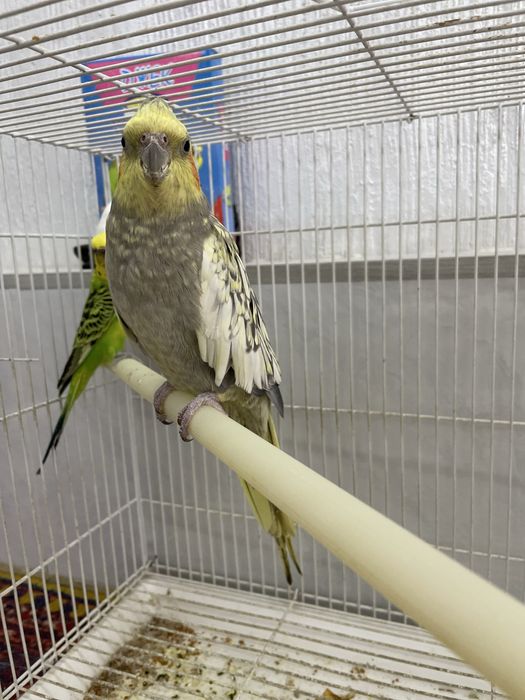 Продаю попугаев корелла