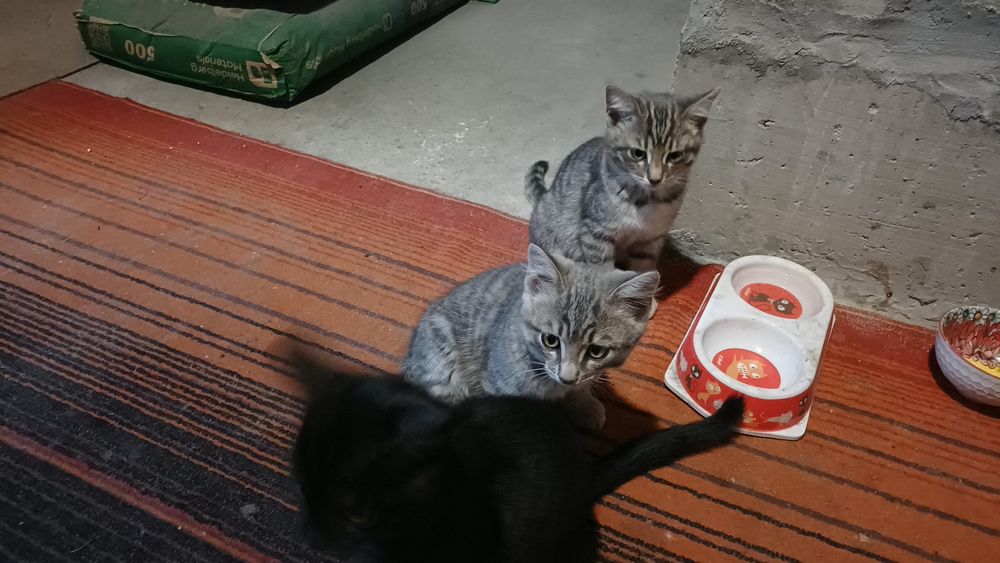 Отдам в хорошие руки котят
