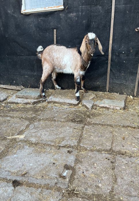 Млад  пърч продава или заменя