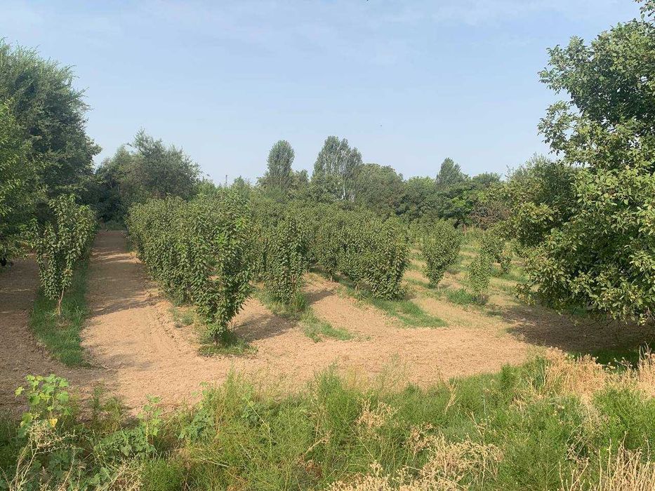 Bog` giloz bog 100ta sotixi 1500$dan kelishamiz