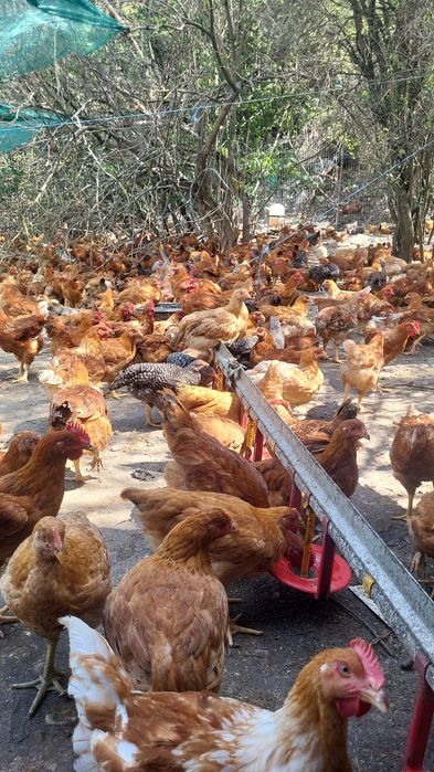 Pui albi și rasă mixta /găini