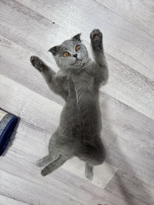 Мысық тегін беріледі