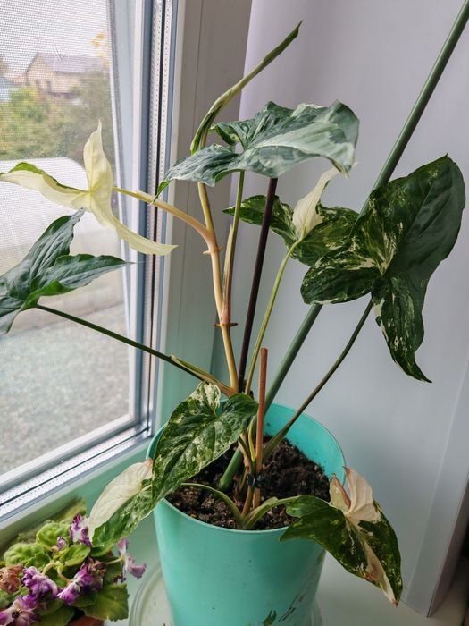 Сингониум Империал вайт