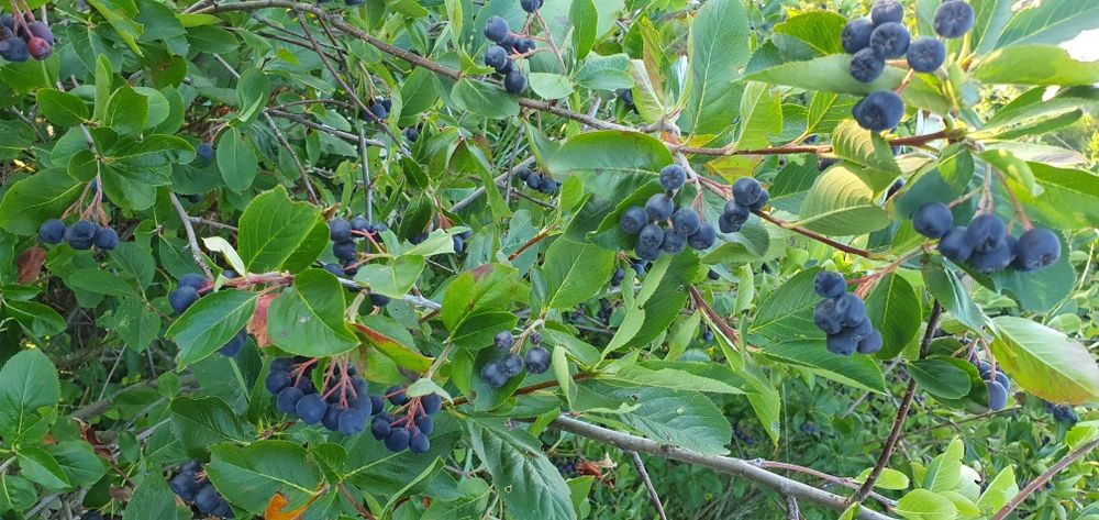 Vând fructe de aronia cultura bio