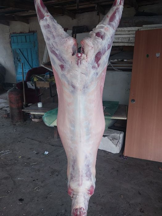 Продаю Козы срочно