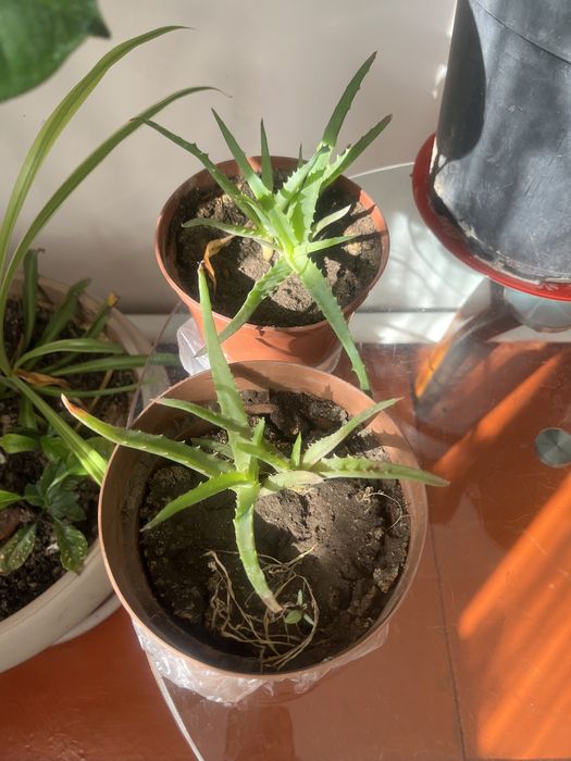 Срочно продам цветы