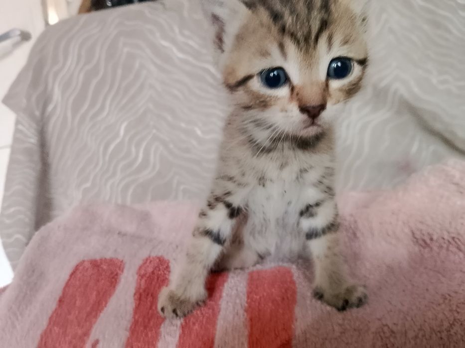 Котята  кушают сами  очень красивые