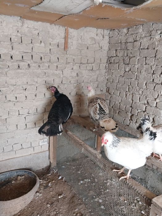 Идук прадам  цена 15000