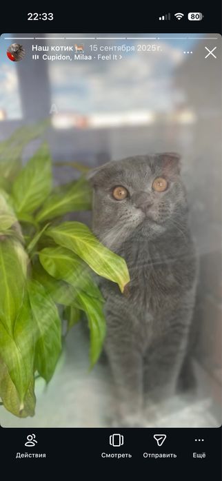 Отдам кота в добрые руки