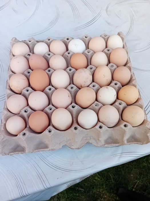 Vând ouă proaspete de țară