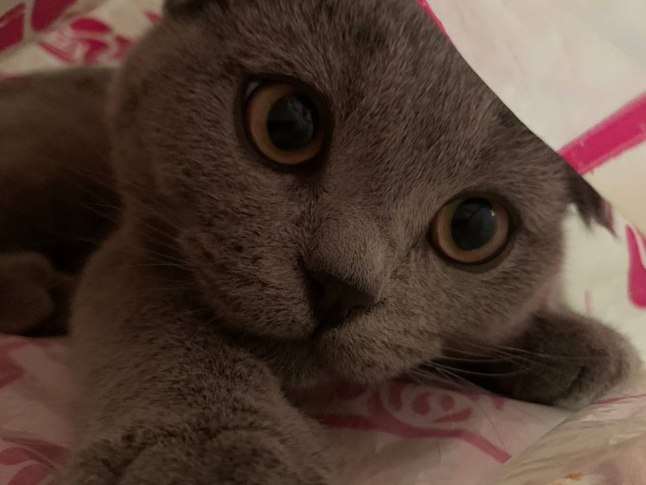 Кот Скоттиш фолд оригинал!!! Вязка кота с кошкой, сотилмайди!