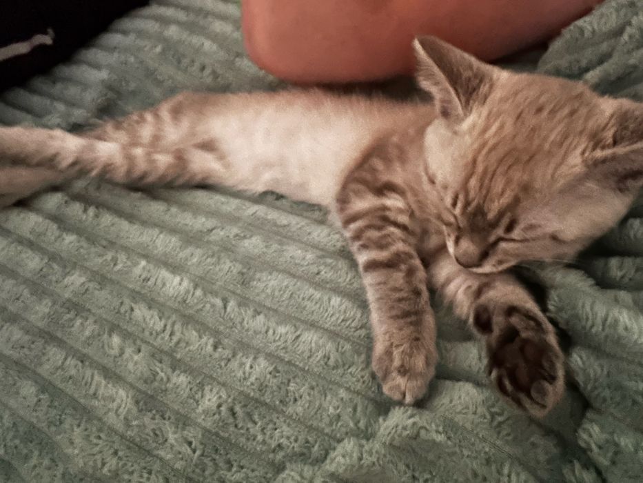 Отдам котенка девочка 2 месяца
