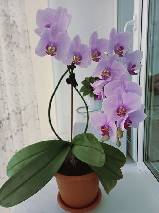 Продам комнатные цветы