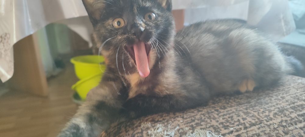 Кошечка бесплатно