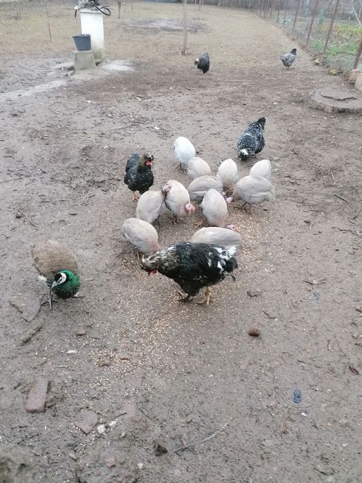 Vând bibilici 12 bucăți