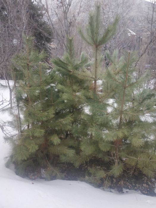 Ассалому алайкум, Кримиская арча кучатлари сотилади,