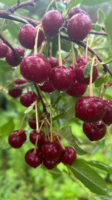 Вишня на ножке 650