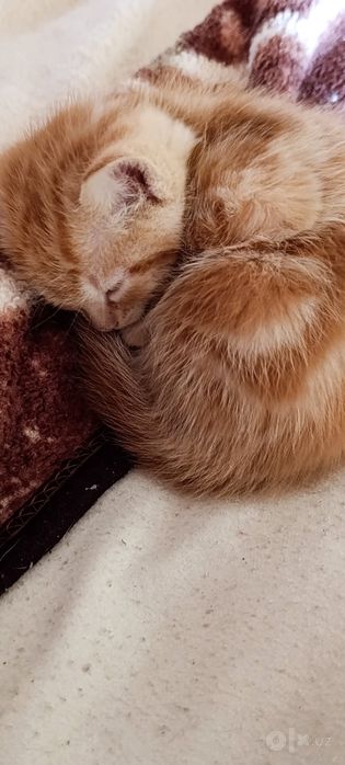 Отдаём Котят бесплатно!