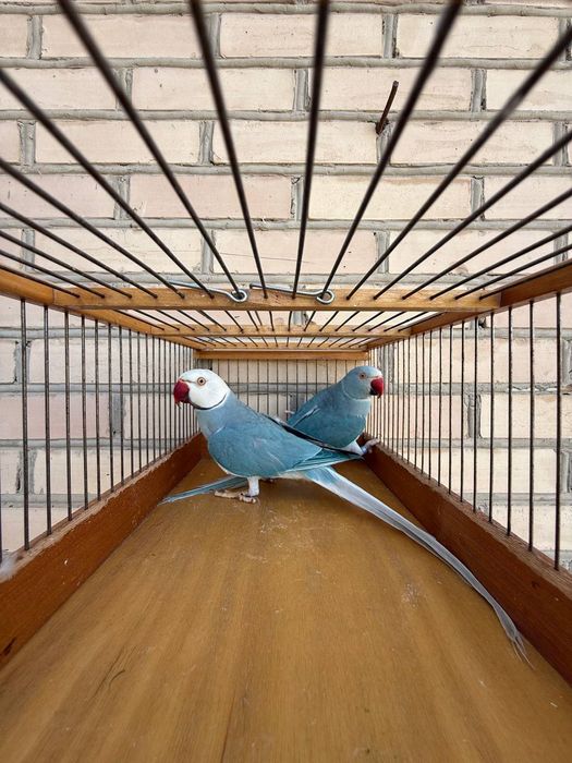 Белоголовый ожереловые пара рабочая