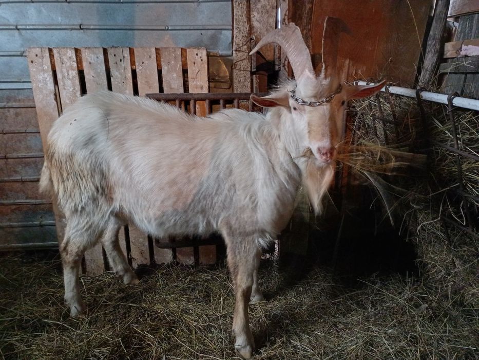 Țap Saanen tânăr de vânzare, exemplar deosebit