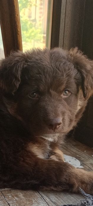Шоколадная принцесса