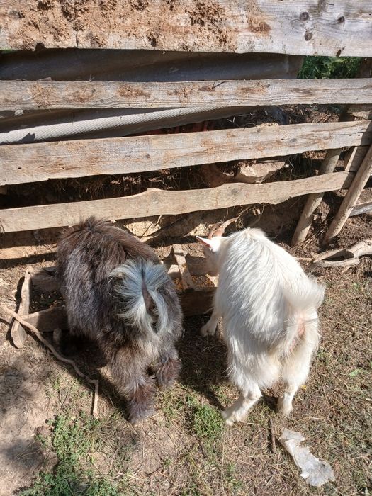 Vând două capre de 7 luni o capră şi un țap