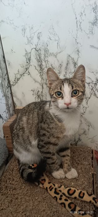 Подарявам мъжко коте на 5 месеца