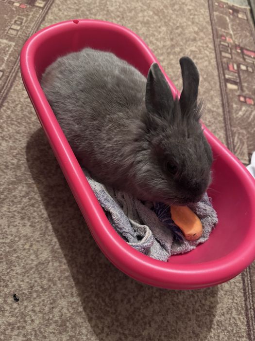 Продам кролика дикоративный