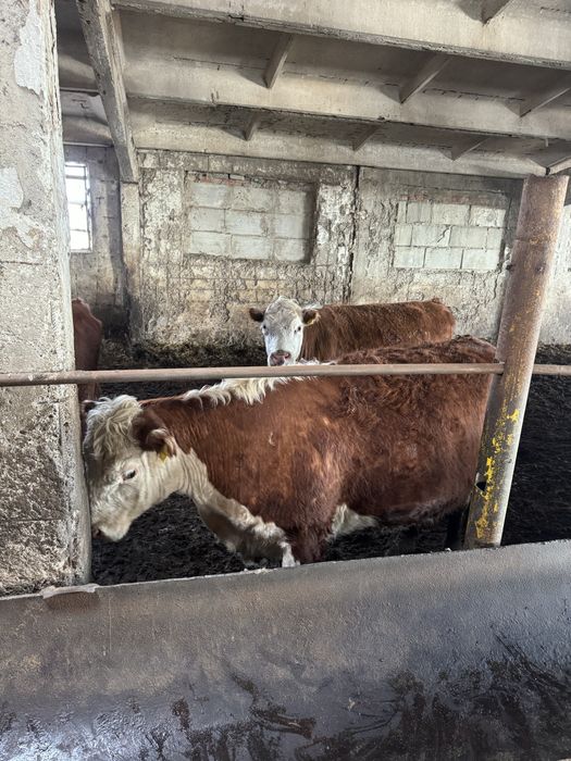 Коровы белоголовой породы