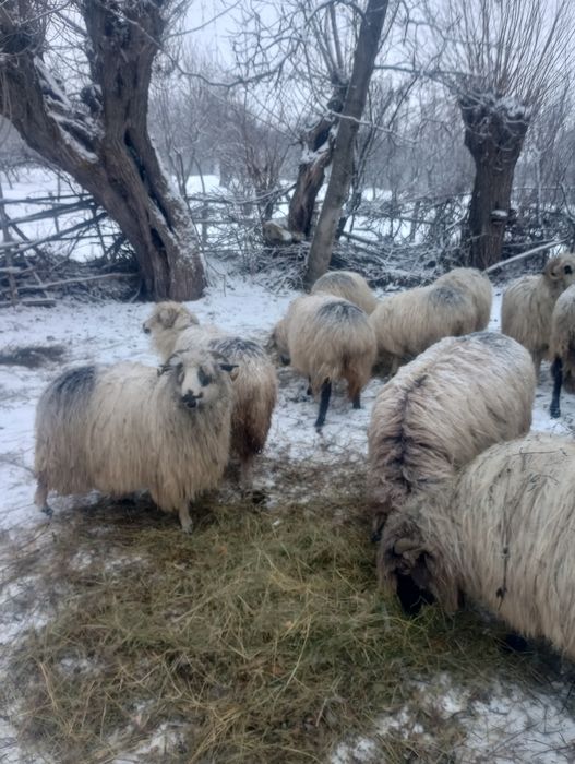 Vând oi țurcane, oacheșe, bucălai și boacăne