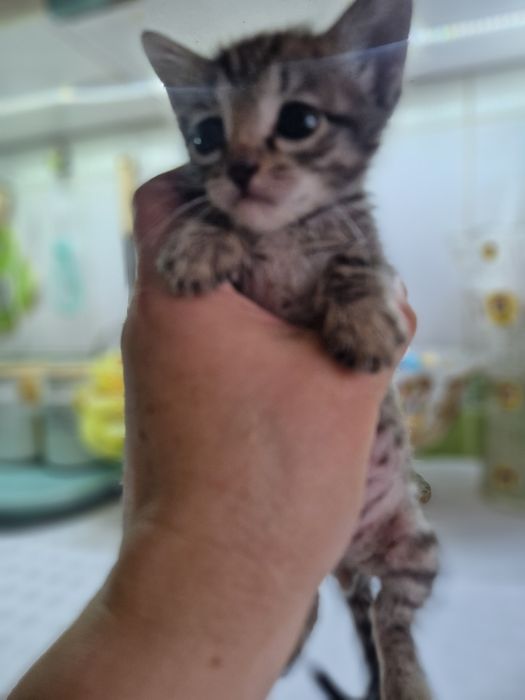 Котёнок  красивенький