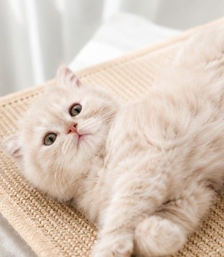 Британские котята кремового окраса