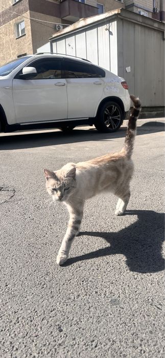 Кот ищет хозяев !