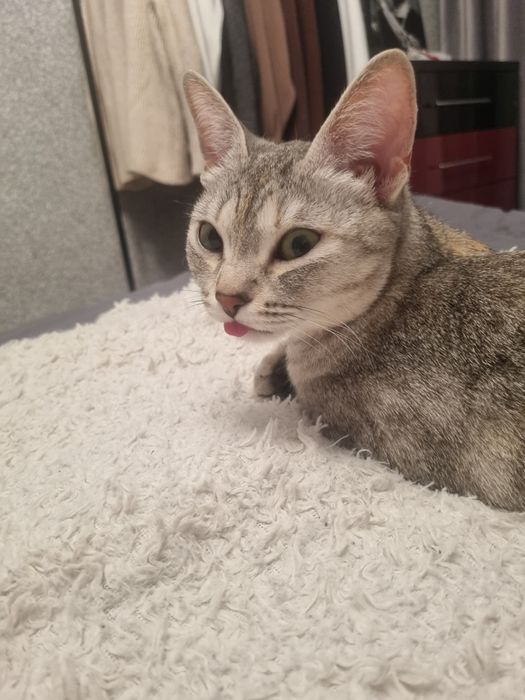 Отдам кошечку в хорошем руки