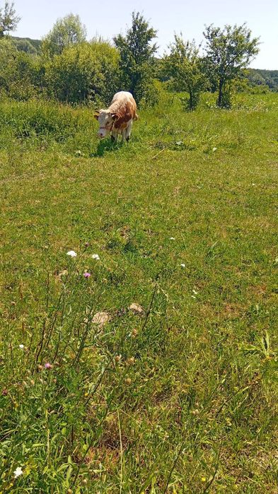 Vaca si vitei de vanzare