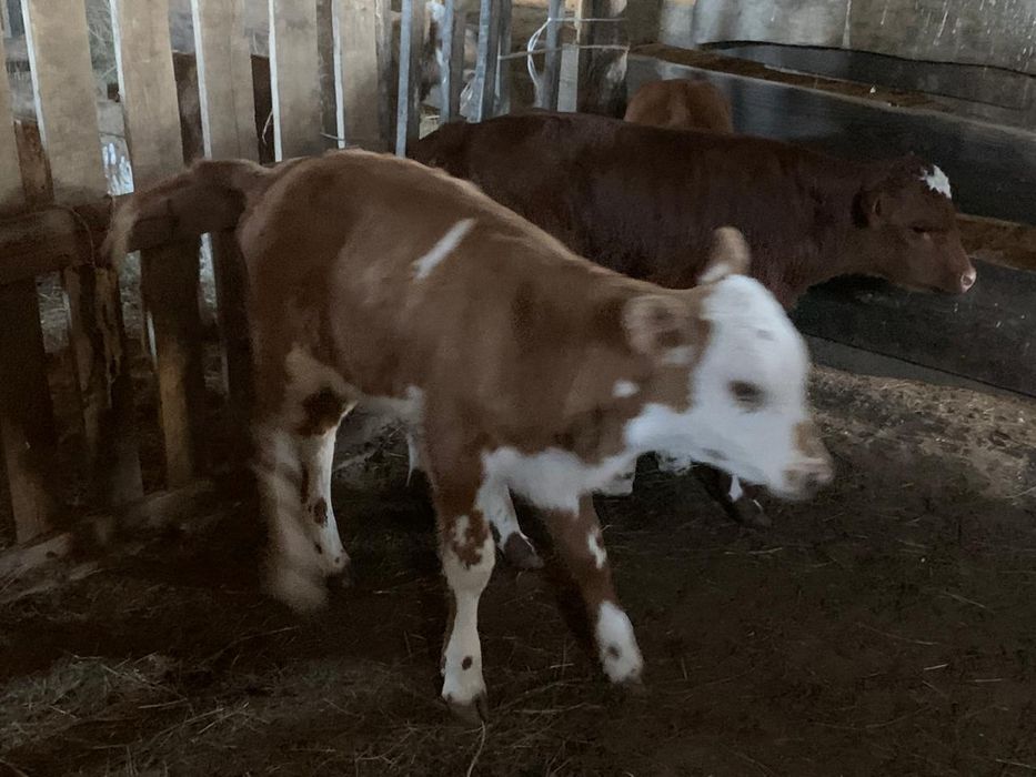 Ұрғашы бұзау сатылады.