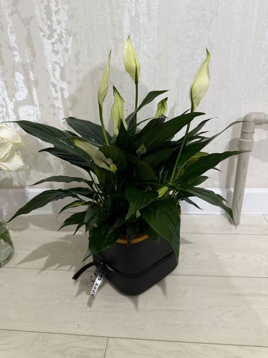 Цветы букет свежий