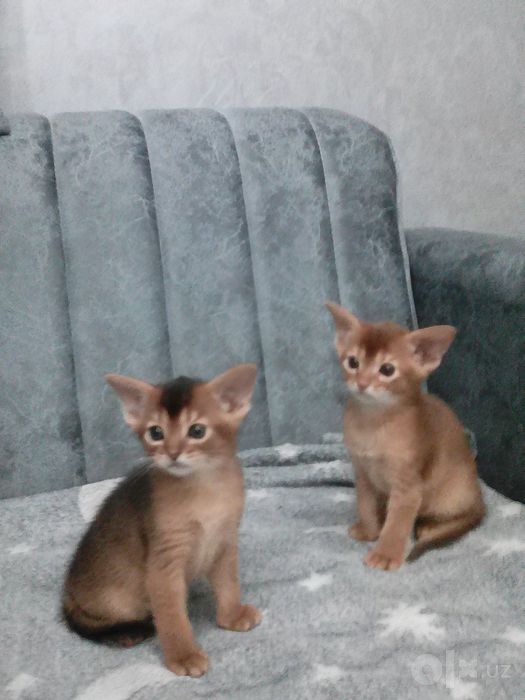Продаются котята