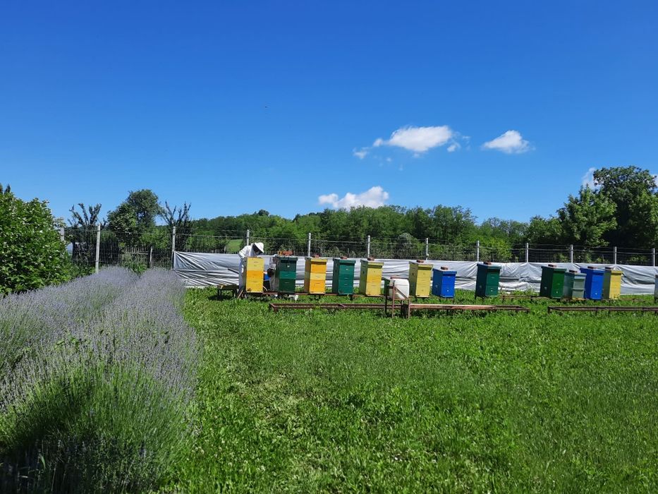 Miere de albine bio