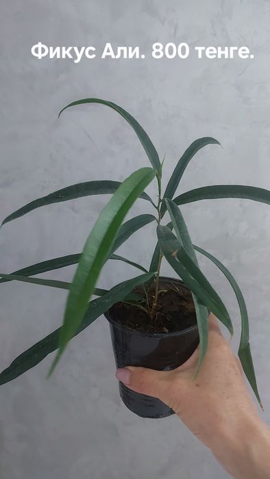 Фикусы разные. Домашние.