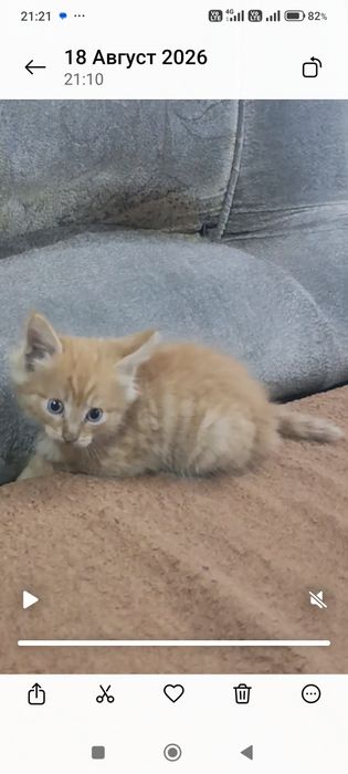 Дарю рыженький котят