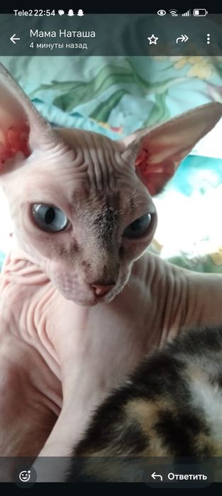 Котята сфинкс чистокровные