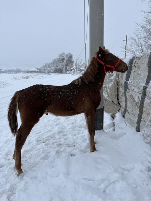 Еркек тай сатылады