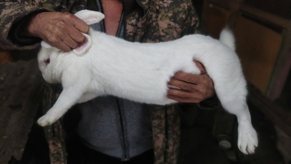 Кролики и кролихи