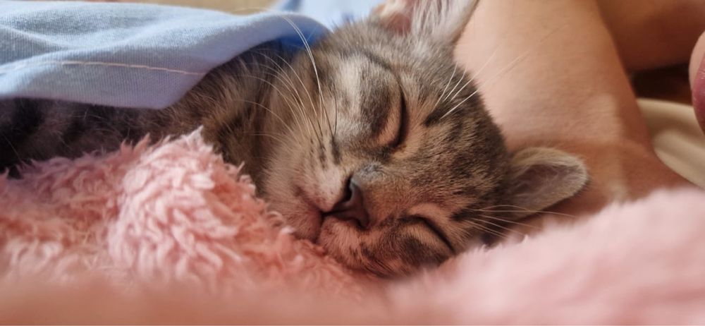 Кошка бесплатно