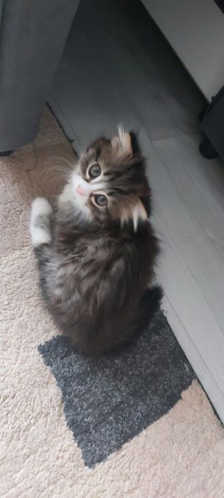 Отдам в добрые руки. Шотландские веслоухие.