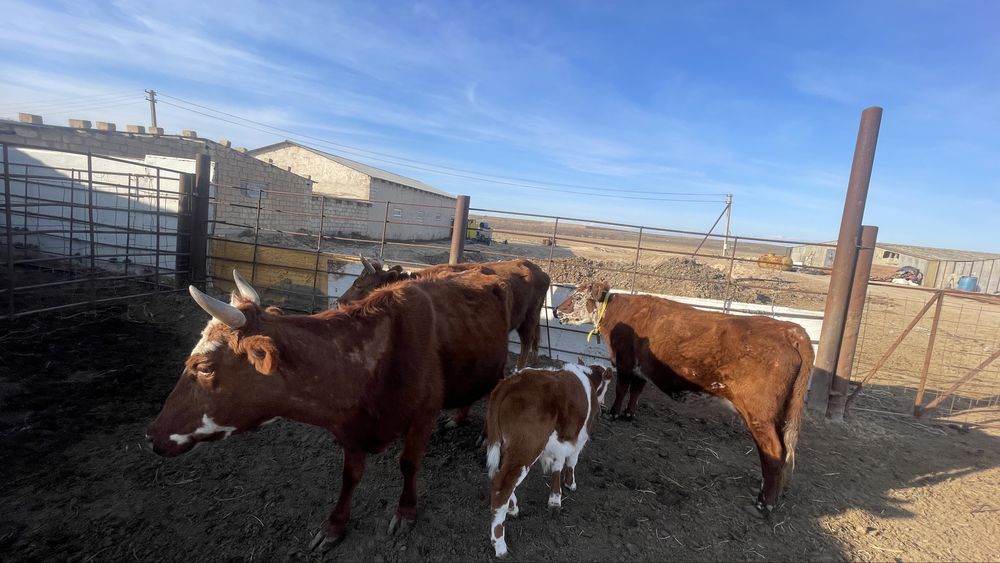 Буаз сиырлар сатылады